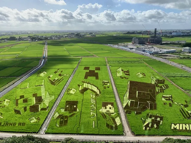 ตัวละคร Minecraft ที่เกิดจากข้าวสีต่างกันในนาที่เมืองเกียวดะ