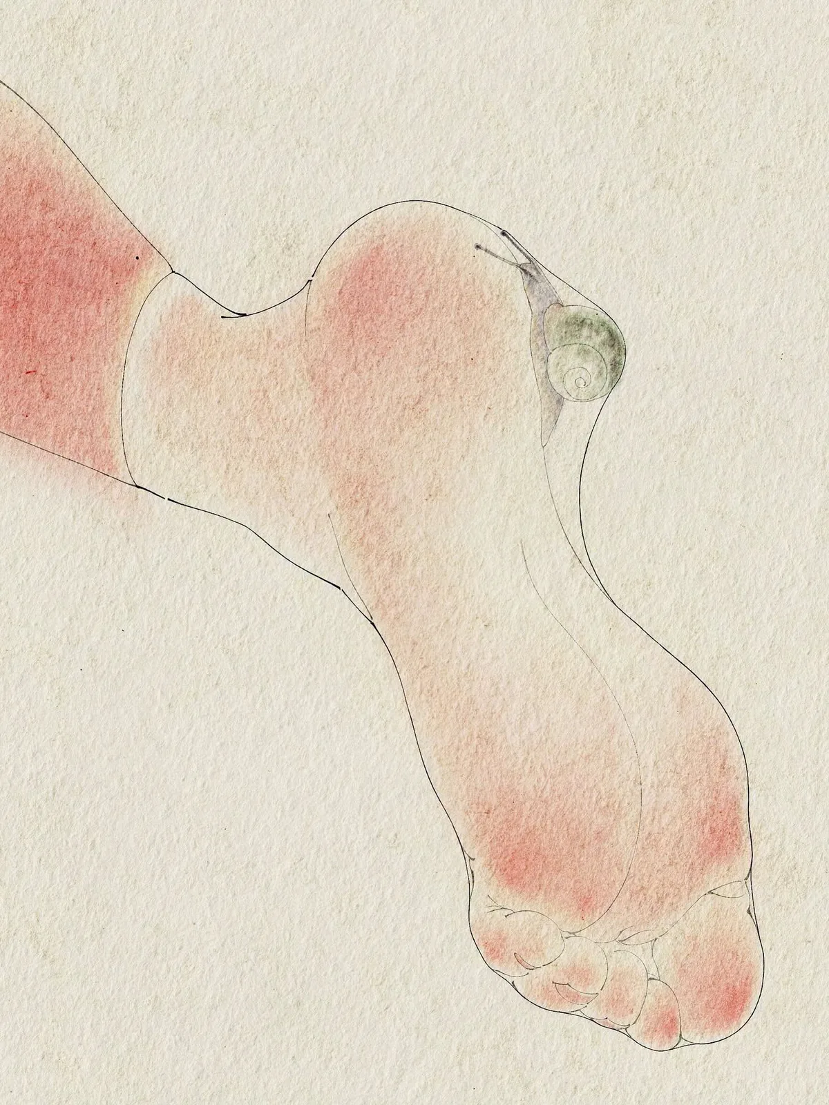 ภาพวาดฝ่าเท้าที่มีหอยทากตัวเล็กเกาะอยู่ที่ตาตุ่ม