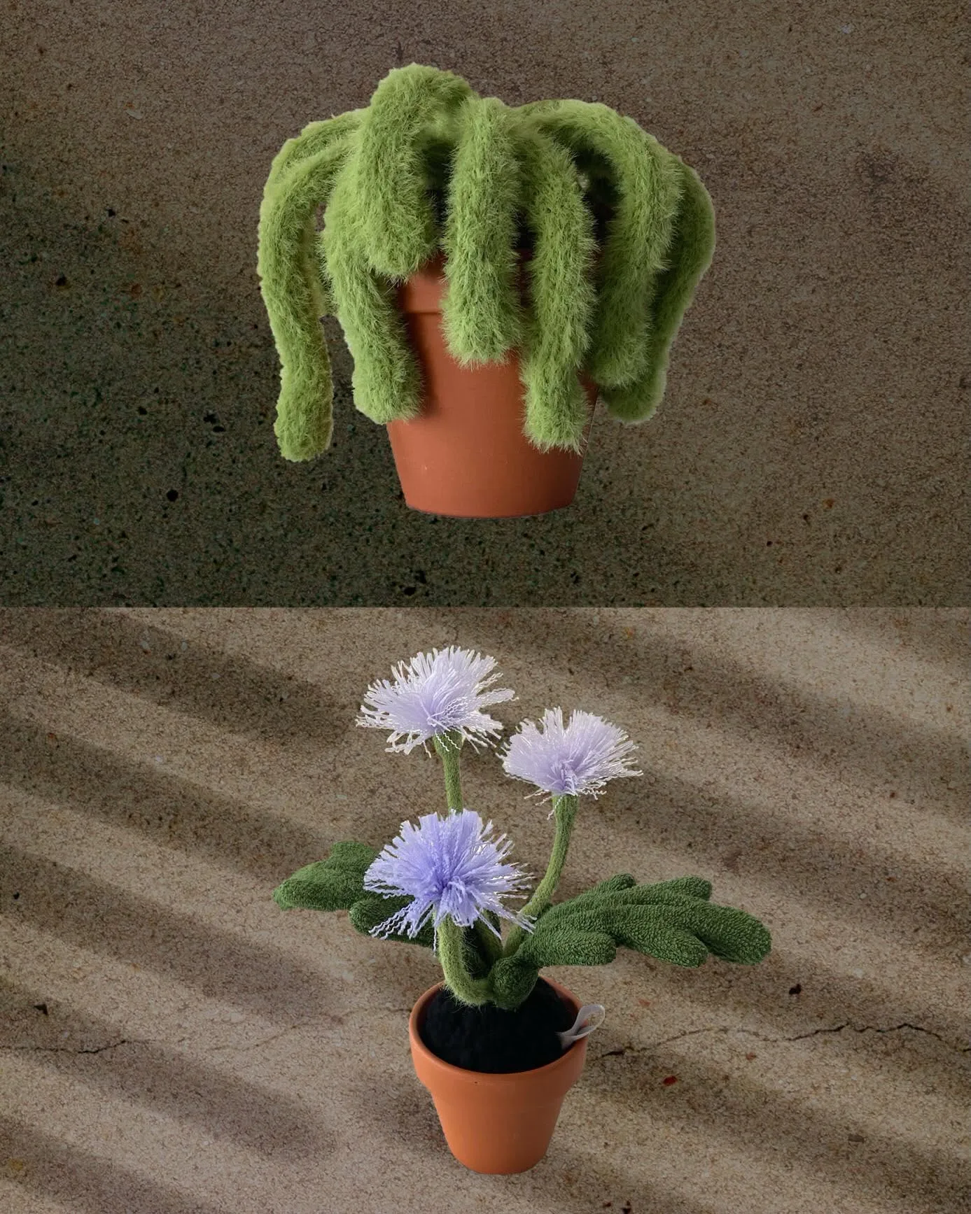 กระบองเพชรขนฟูสีเขียวอ่อนกับดอกปอมปอมม่วงในแสงแดด