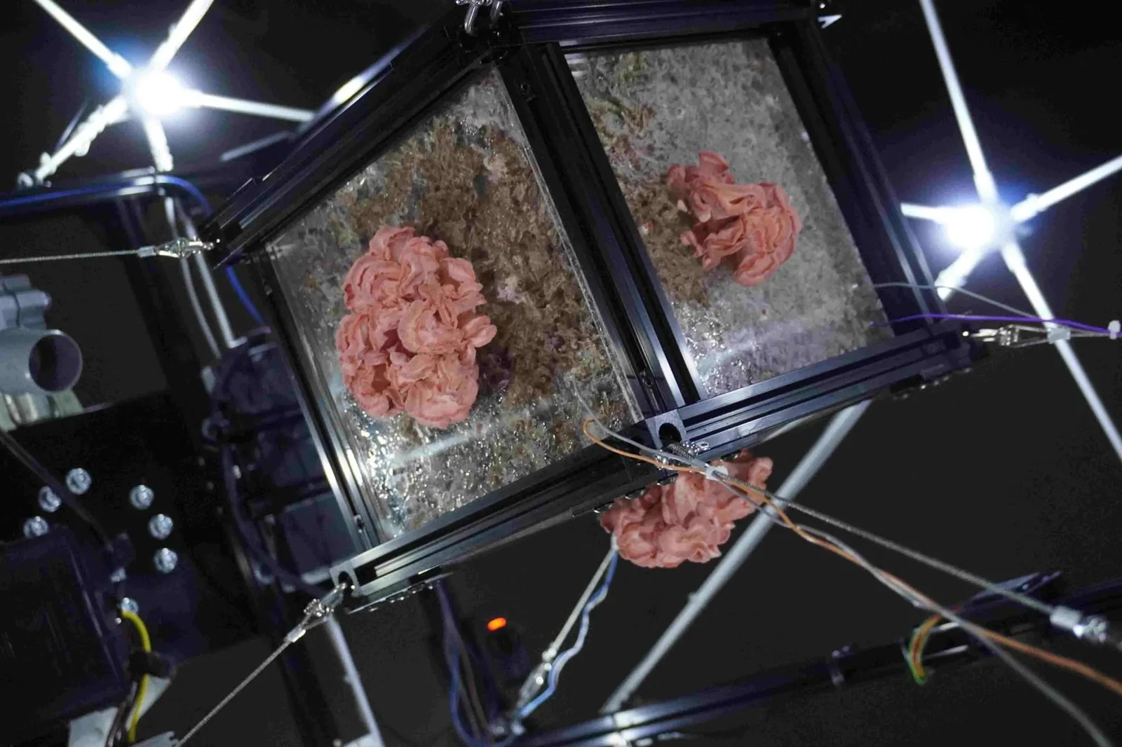 กล่องเพาะใสของ MycoGravity ที่มีเห็ดนางรมสีชมพูโตอยู่หลายด้านพร้อมกัน