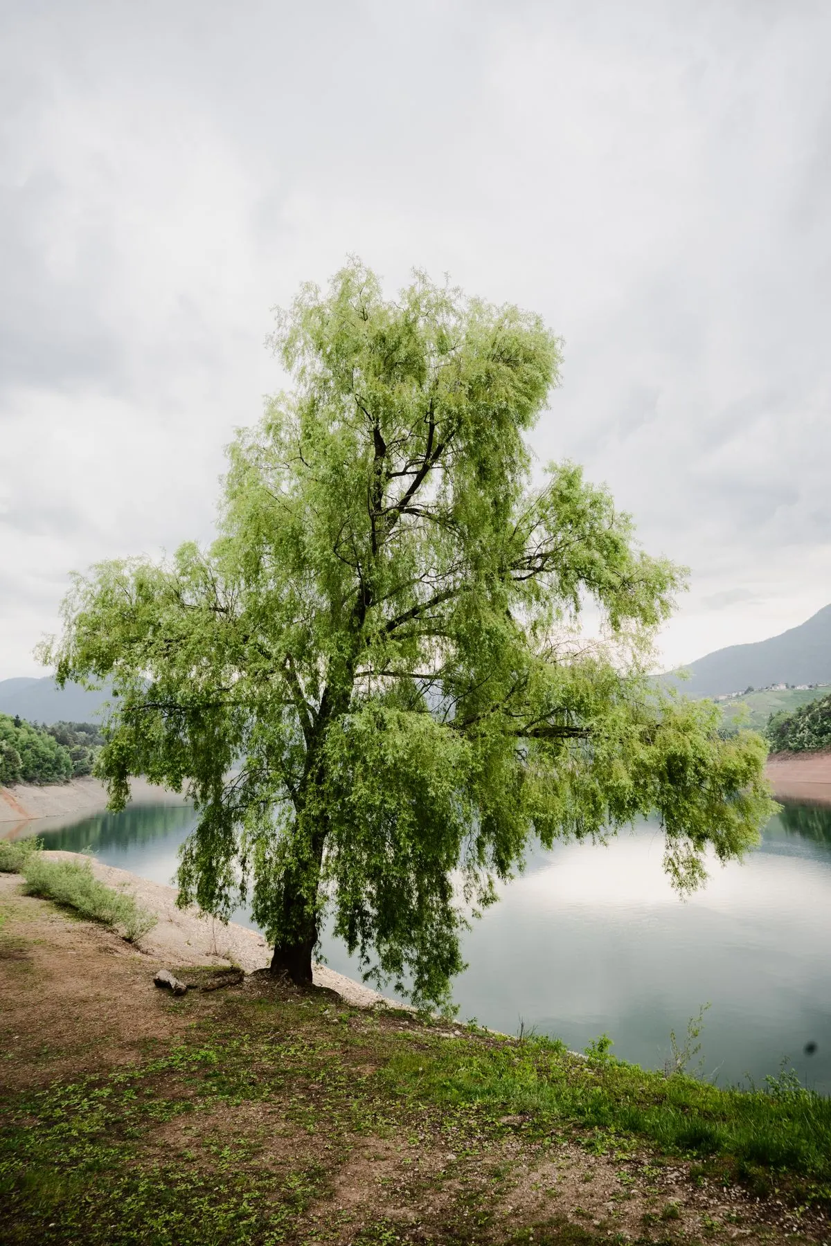 ต้นหลิวริมทะเลสาบนิ่งใต้ท้องฟ้ามีเมฆ ภาพถ่ายโดย eberhard grossgasteiger