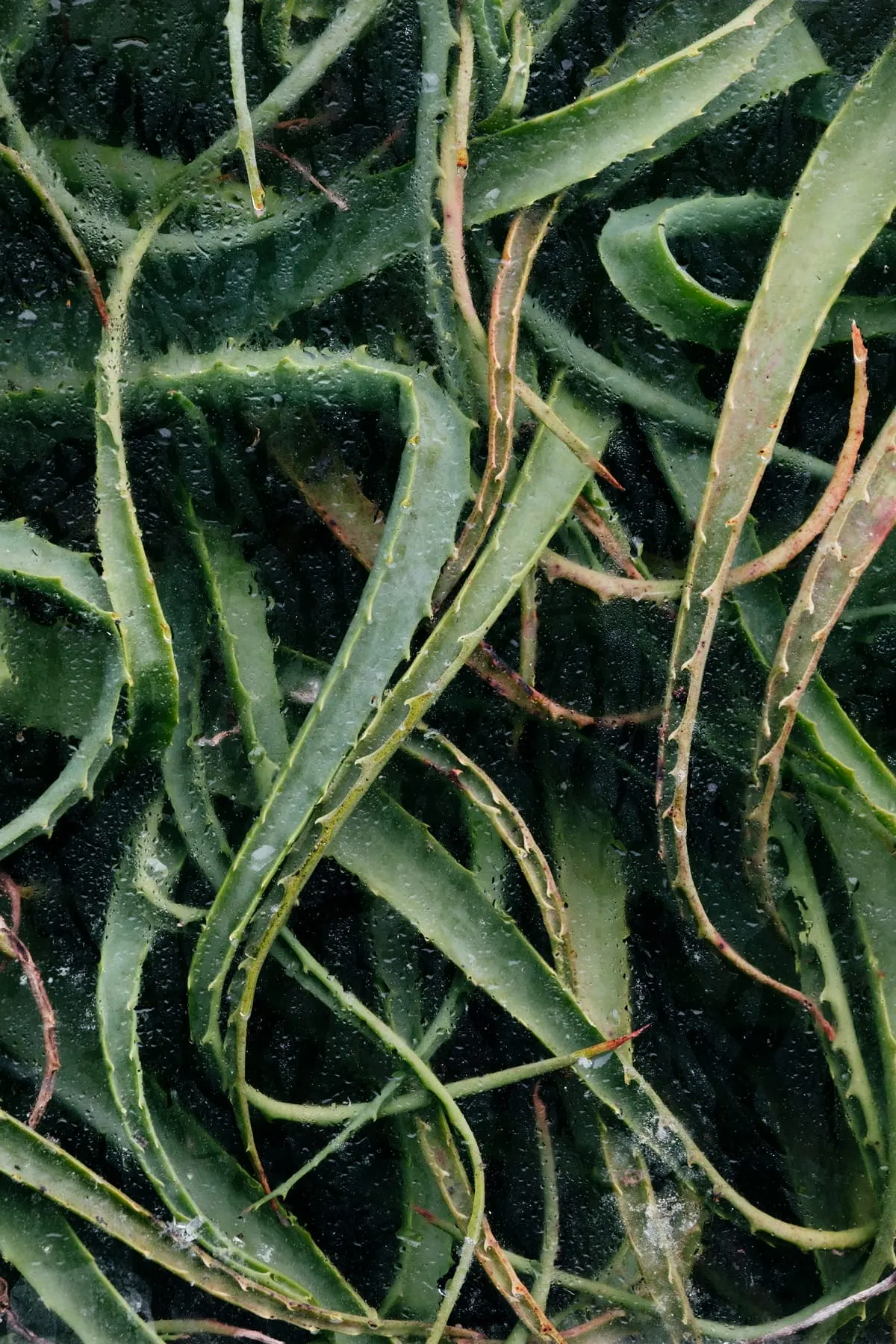 ต้นไม้สีเขียวหลังกระจกฝ้าให้โทนนุ่มนวล จากซีรีส์ Botanical ของ Samuel Zeller