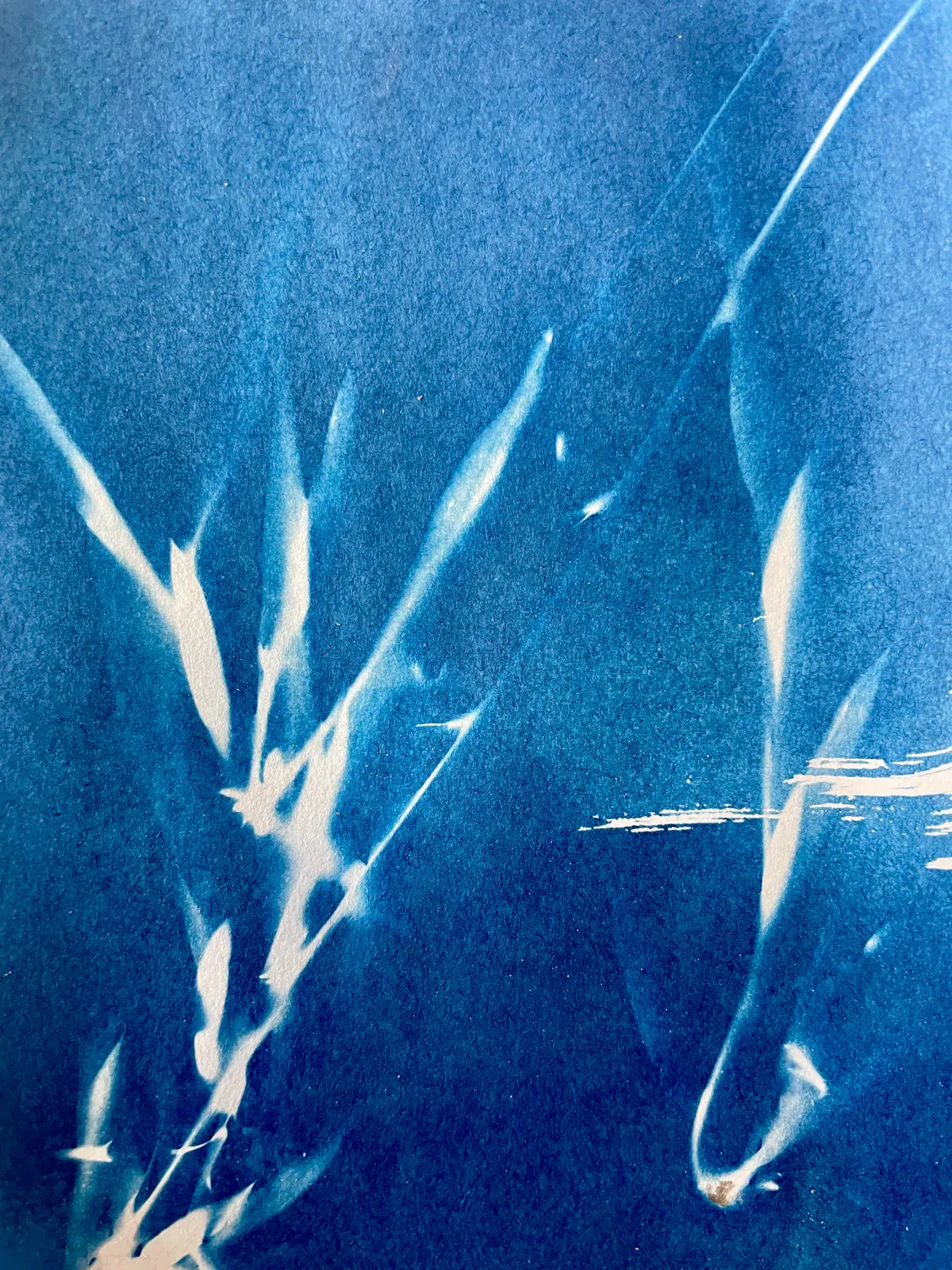 งานพิมพ์ไซยาโนไทป์ลายใบไม้บนกระดาษสีน้ำเงิน