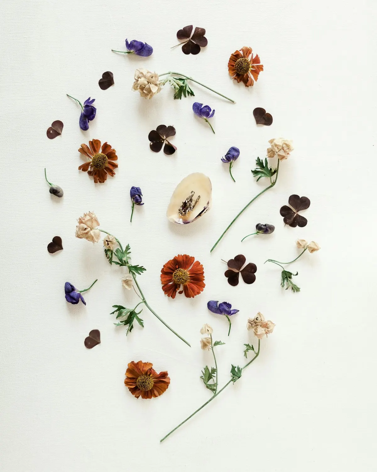 ดอกไม้อัดแห้งจัดวางบนพื้นขาว — specimen sheet aesthetic