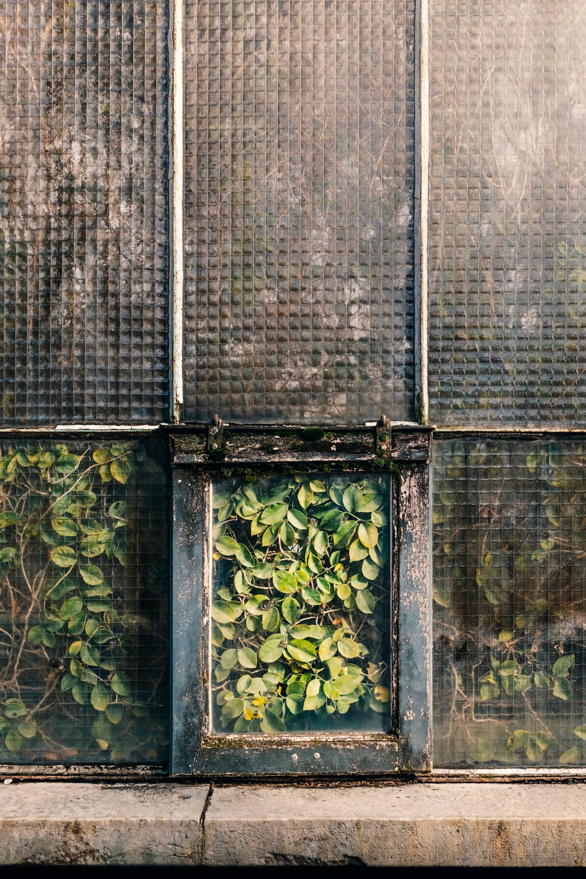 ดอกไม้เลือนรางหลังกระจกเรือนกระจก จากซีรีส์ Botanical ของ Samuel Zeller