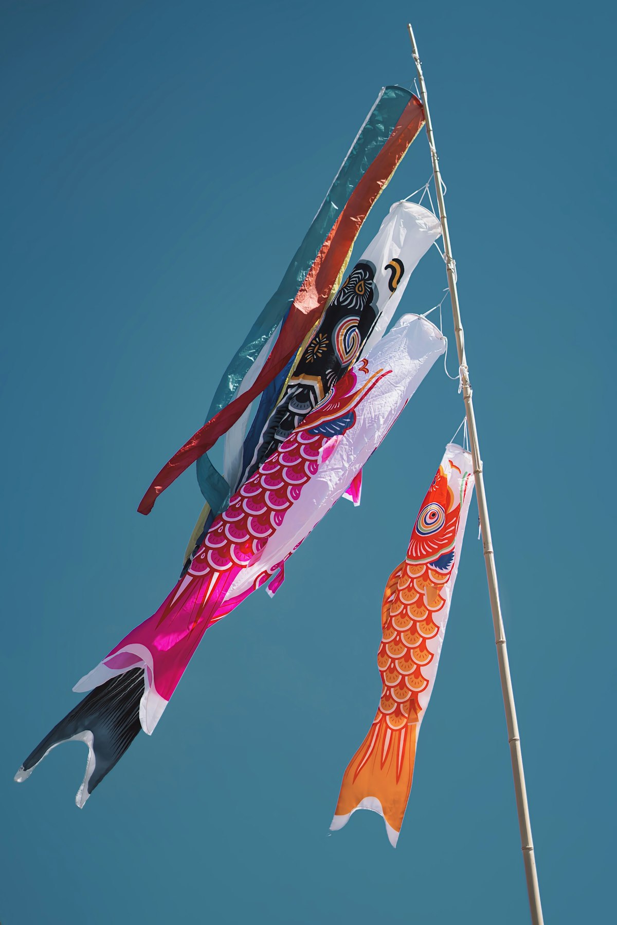 Koinobori ธงปลาคาร์ปญี่ปุ่นลอยสะบัดในท้องฟ้าสีคราม