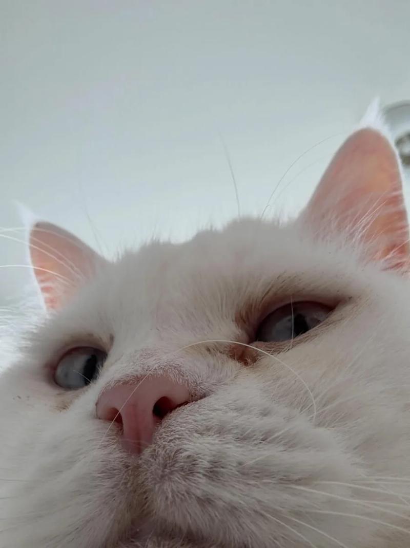 แมวสีน้ำเงินจากชั้น 1 ขึ้นมาอยู่บนแขนของหุ้นส่วน Portcha ค่ะ 🐱💙 คาแรคเตอร์ที่เ (3)