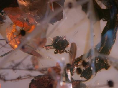 Marcin Rusak กับการหยุดเวลาของดอกไม้ Forum Florum ที่ Milan Design Week 2026