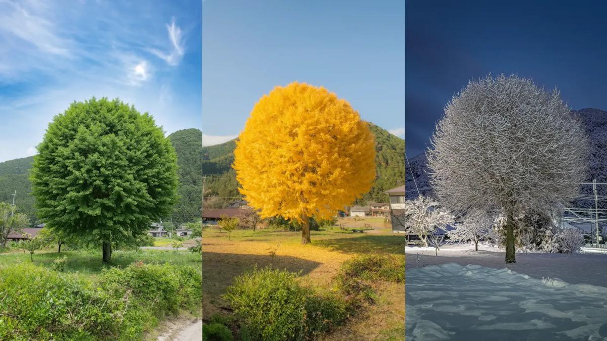 ผลงานภาพถ่ายจากช่างภาพชาวญี่ปุ่น Y. Takase นำเสนอเรื่องราวเป็นภาพของการติดตามและถ่ายภาพต้นไม้โดยเฉพาะนี้